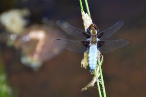 dragonfly