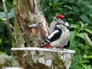 Adult and baby woodpeckers