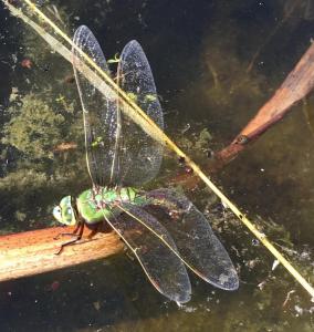 Female Emperor dragonfly