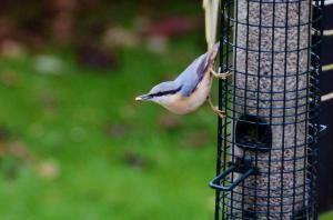 Nuthatch