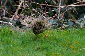 Nest building thrush